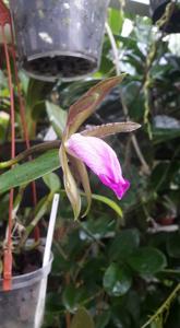 Cattleya binotii