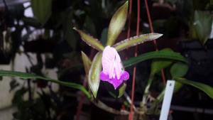 Cattleya binotii