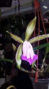 Cattleya binotii