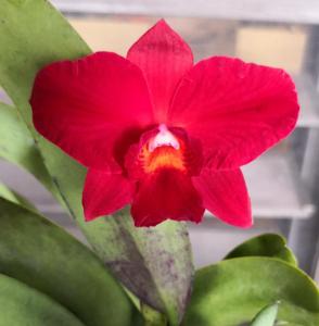 Cattleya Bright Circle