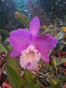 Rhyncholaeliocattleya Chian-Tzy Marvel