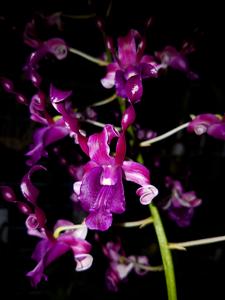 Dendrobium Isabel Zhong-Yan Choo