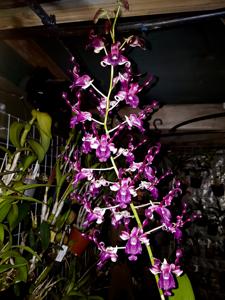 Dendrobium Isabel Zhong-Yan Choo