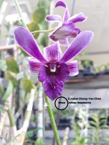 Dendrobium Isabel Zhong-Yan Choo