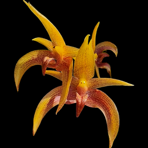 <i>Bulbophyllum</i> Gardiner Robert