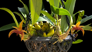 Bulbophyllum Gardiner Robert
