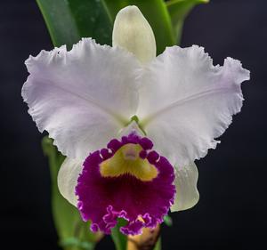 Cattleya Sanyo Melody