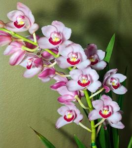 Cymbidium Radiant Oberon