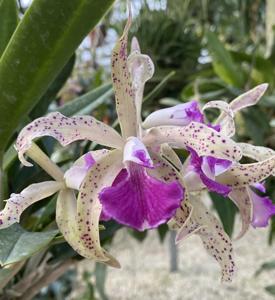 Brassocattleya Beverly Matherne