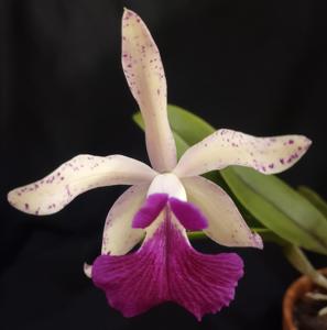 Brassocattleya Beverly Matherne