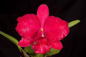 Rhyncholaeliocattleya Paradise Rose