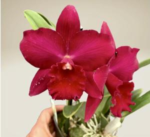 Rhyncholaeliocattleya Paradise Rose