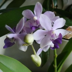 Phalaenopsis Tzu Chiang Sapphire