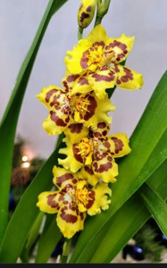 Oncidium Pacific Passage