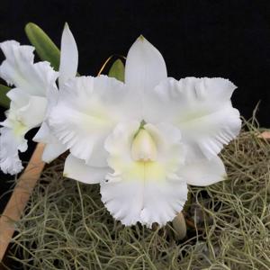 Cattleya Aloha Song