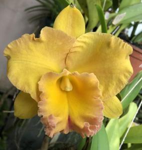 Rhyncholaeliocattleya Lois Smith