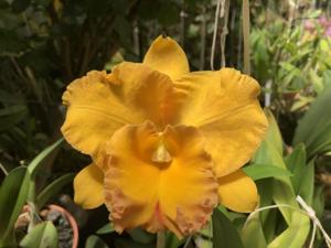 Rhyncholaeliocattleya Lois Smith