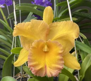 Rhyncholaeliocattleya Lois Smith