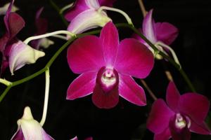 Dendrobium Red Bull