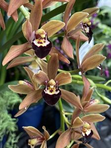 Cymbidium Weston Ferrell