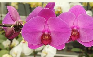 Phalaenopsis Chian Xen Ruby