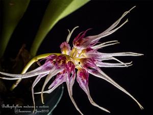 Bulbophyllum Melanie's Octopus