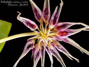 Bulbophyllum Melanie's Octopus