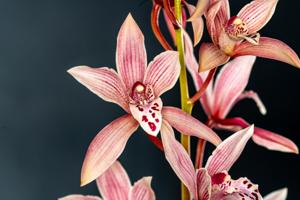 Cymbidium Pakkret Horizon