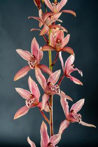 Cymbidium Pakkret Horizon