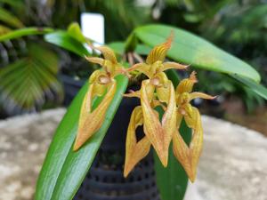 Bulbophyllum Meen Mercury Sandal