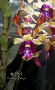 Dendrobium Rini Sutiyoso