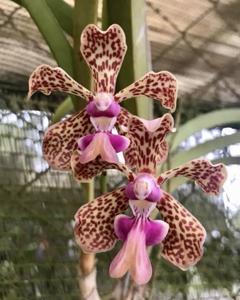 Vanda Suavicolor