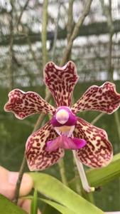 Vanda Suavicolor