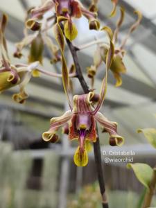 Dendrobium Christabella