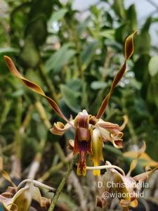 Dendrobium Christabella