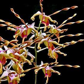 Dendrobium Christabella