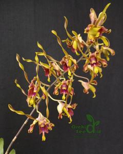 Dendrobium Christabella