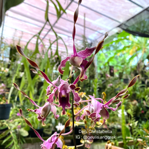 Dendrobium Christabella