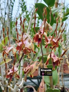 Dendrobium Christabella