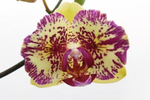 Phalaenopsis I-Hsin Spot Leopard