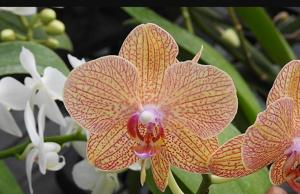 Phalaenopsis I-Hsin Spot Leopard