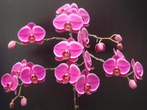 Phalaenopsis Shiuh-Dong Sweet Heart