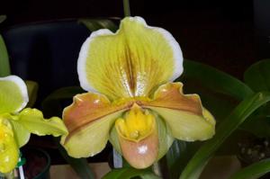 Paphiopedilum Coro Beauty
