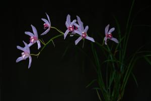 Cymbidium Eastern Message