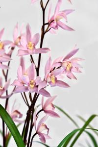 Cymbidium Eastern Message