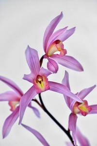 Cymbidium Eastern Message