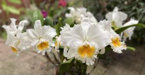 Rhyncholaeliocattleya Jacqueline DeMoss