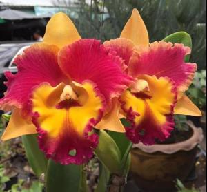 Rhyncholaeliocattleya Rungnapha Fancy