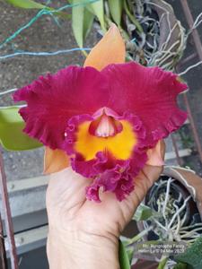 Rhyncholaeliocattleya Rungnapha Fancy