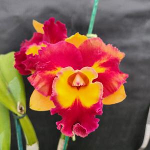 Rhyncholaeliocattleya Rungnapha Fancy